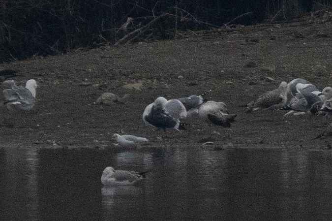 Zafferano  - Marco Bettoni