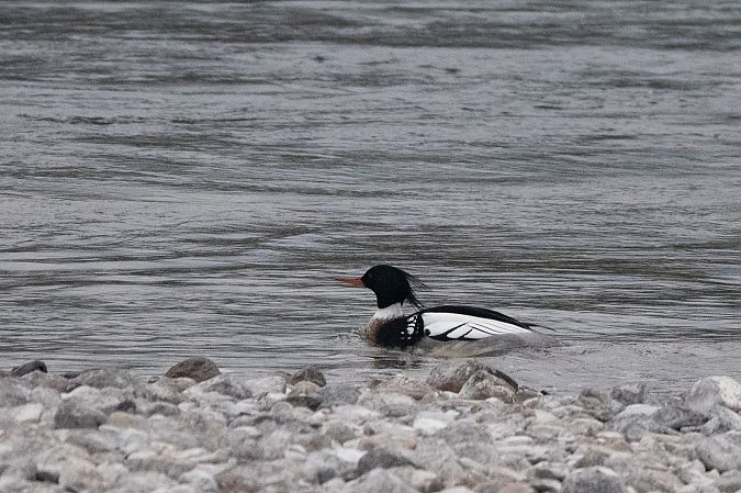 Smergo minore  - Marco Bettoni