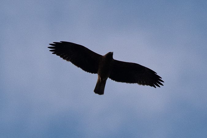 Aquila minore  - Marco Bettoni