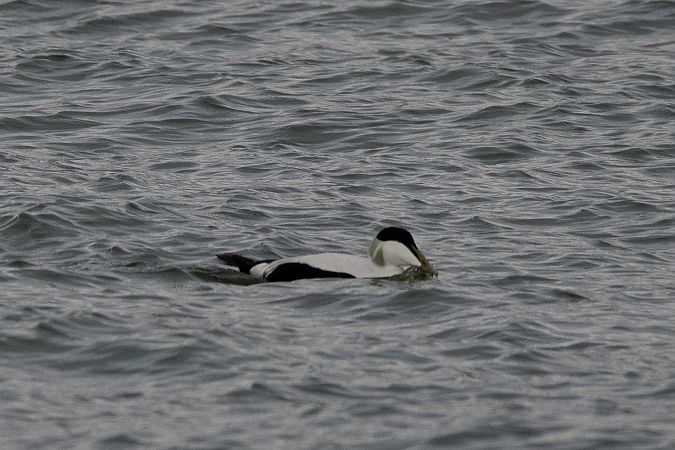 Edredone  - Marco Bettoni