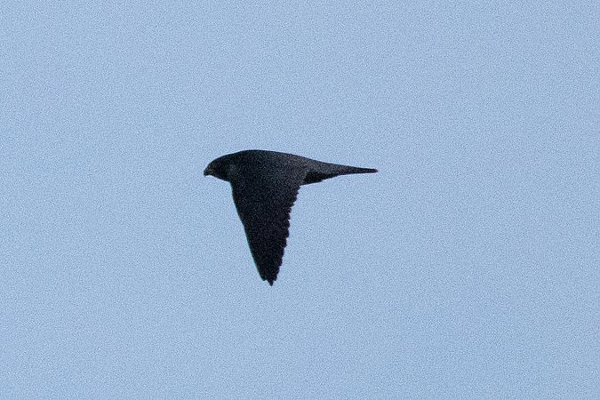 Falco pellegrino  - Marco Bettoni