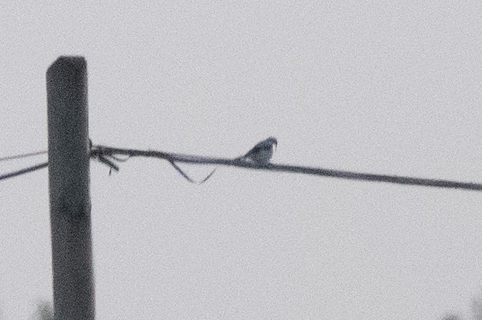 Averla maggiore  - Marco Bettoni