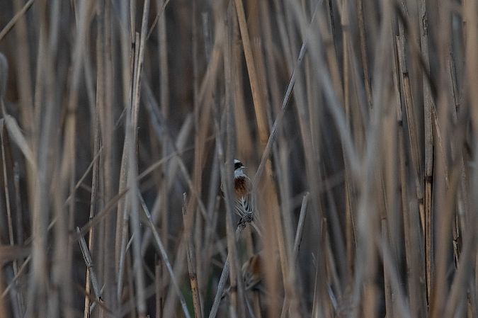Pendolino  - Marco Bettoni
