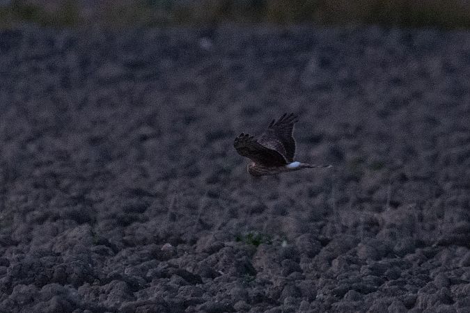 Albanella reale  - Marco Bettoni