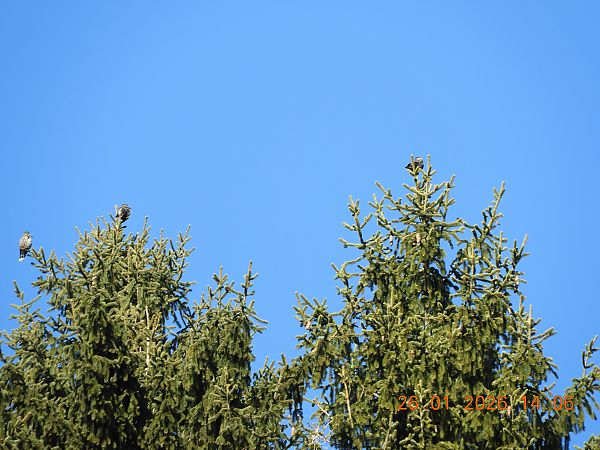 Nocciolaia  - Angelo Sinuello (FVG)