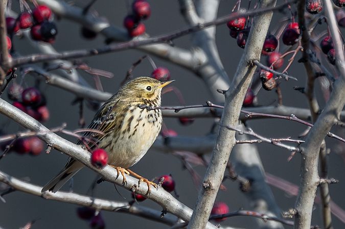 Pispola  - Pier Podavini