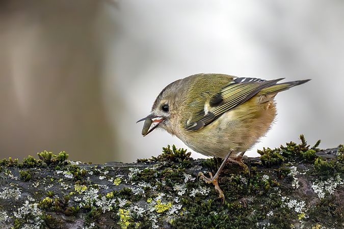 Regolo  - Pier Podavini