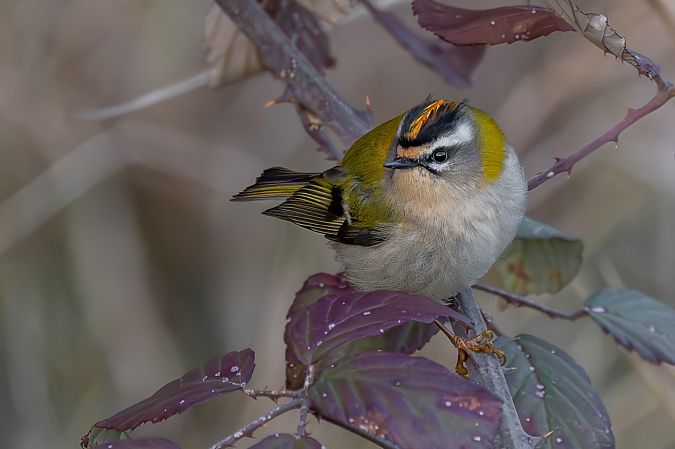 Fiorrancino  - Pier Podavini