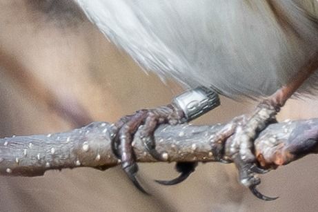 Migliarino di palude  - Pier Podavini