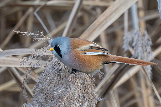 Basettino  - Pier Podavini
