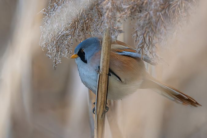 Basettino  - Pier Podavini