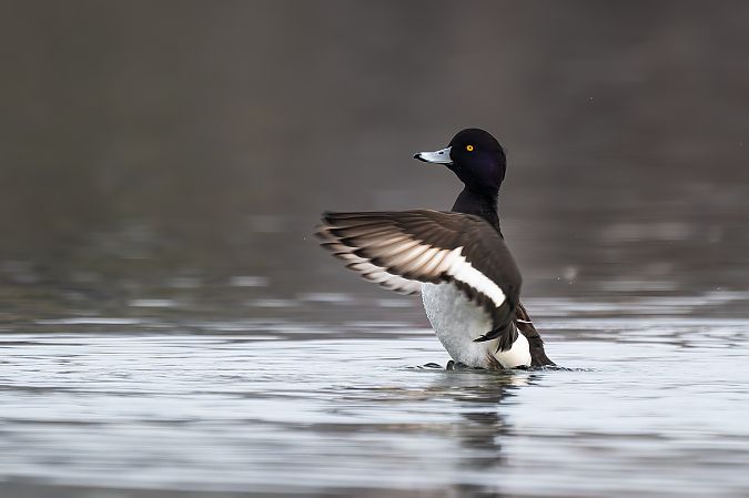 Moretta  - Pier Podavini