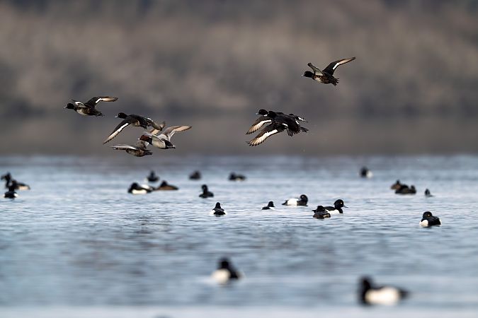 Moretta  - Pier Podavini