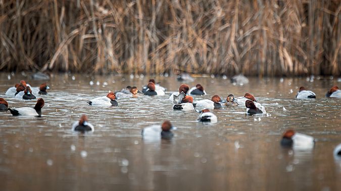 Moriglione  - Pier Podavini