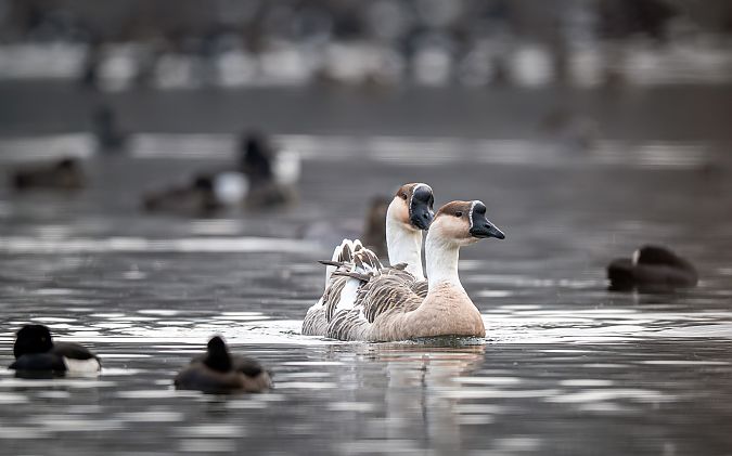 Oca cigno  - Pier Podavini