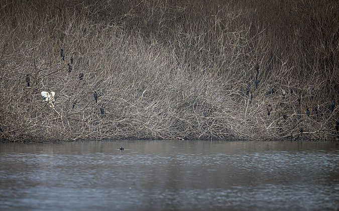 Ibis sacro  - Pier Podavini