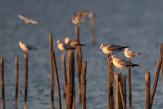 Gavina  - Pier Podavini