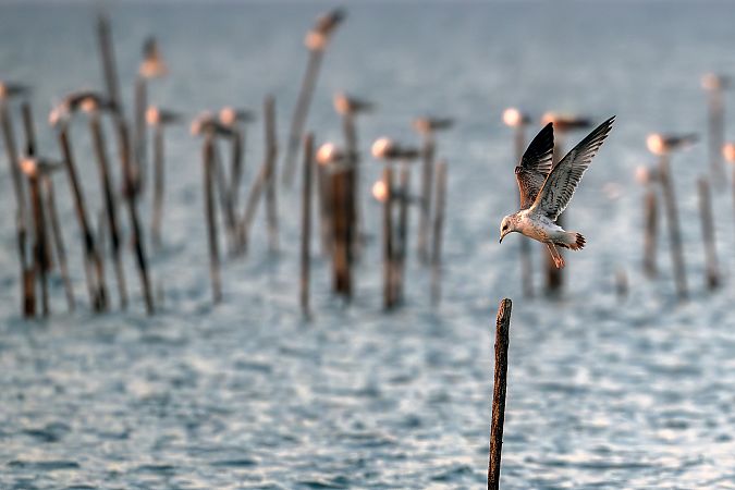 Gavina  - Pier Podavini