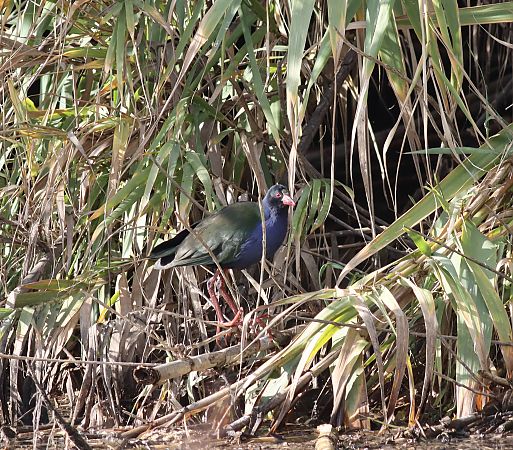Pollo sultano di Allen  - Giovanni Cumbo