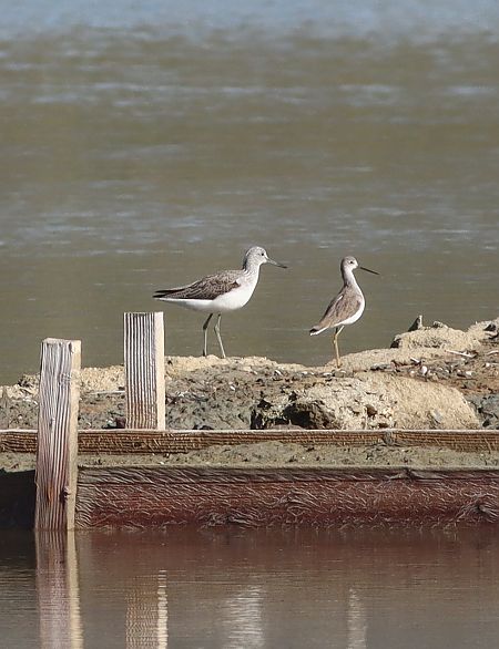 Albastrello  - Giovanni Cumbo