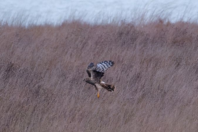 Albanella reale  - Stefano de Rosso