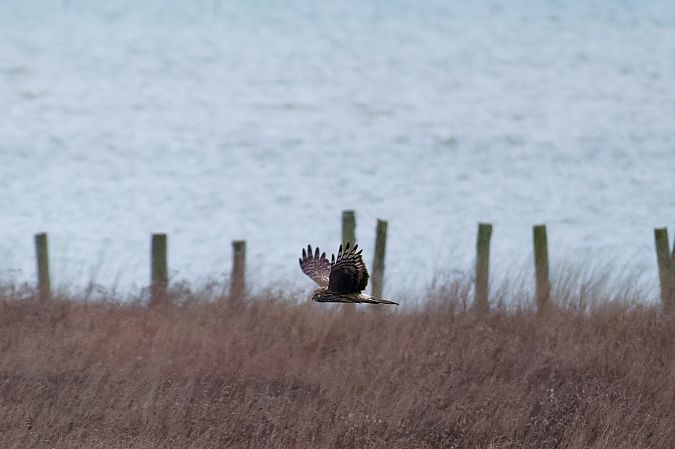 Albanella reale  - Stefano de Rosso