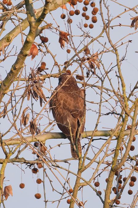 Poiana  - Stefano de Rosso