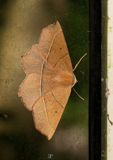 Campaea honoraria  - Edoardo Previato