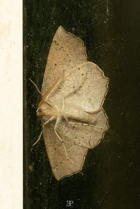 Campaea honoraria  - Edoardo Previato