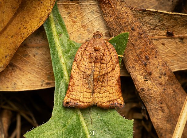 Archips podana  - Edoardo Previato