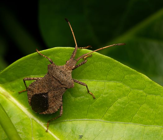 Coreus marginatus  - Edoardo Previato