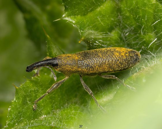 Lixus pulverulentus  - Edoardo Previato