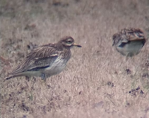 Occhione  - Leonardo Dalla Torre