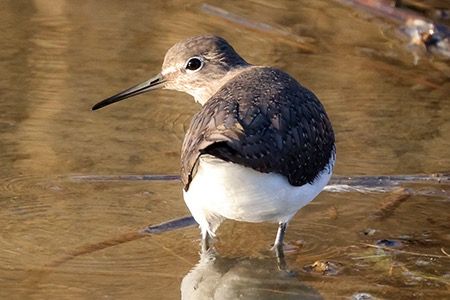 Piro-piro culbianco  - Maurizio Parenti