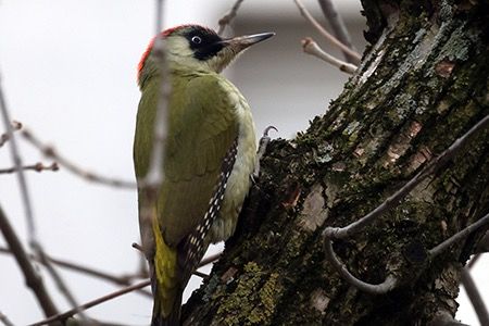 Picchio verde  - Maurizio Parenti