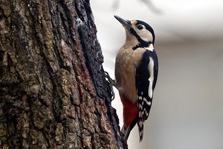 Picchio rosso maggiore  - Maurizio Parenti