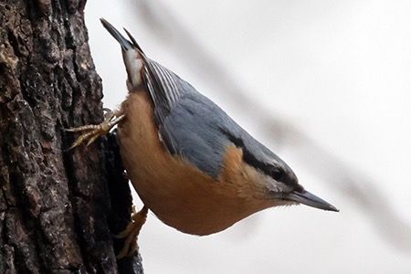 Picchio muratore  - Maurizio Parenti