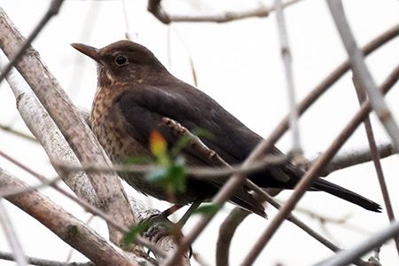Merlo  - Maurizio Parenti