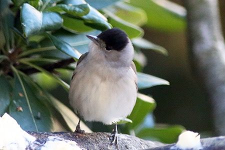 Mönchsgrasmücke  - Maurizio Parenti