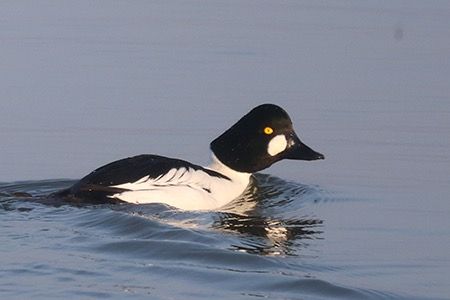 Quattrocchi  - Maurizio Parenti