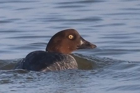 Quattrocchi  - Maurizio Parenti
