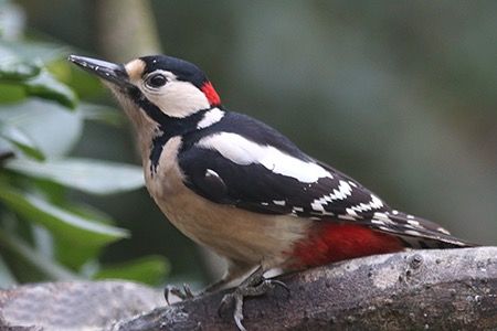 Picchio rosso maggiore  - Maurizio Parenti