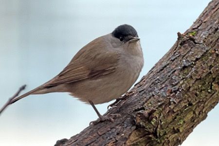 Capinera  - Maurizio Parenti