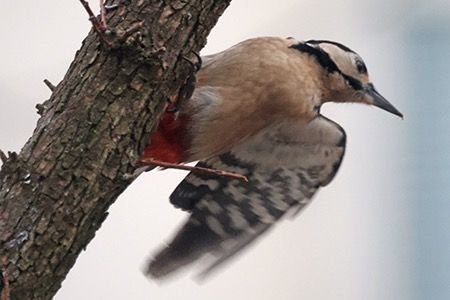 Picchio rosso maggiore  - Maurizio Parenti