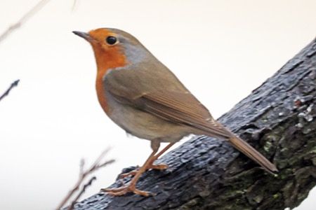 Pettirosso  - Maurizio Parenti