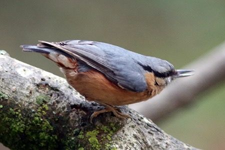 Picchio muratore  - Maurizio Parenti