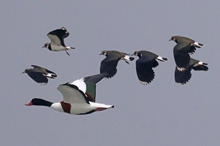 Volpoca  - Maurizio Parenti