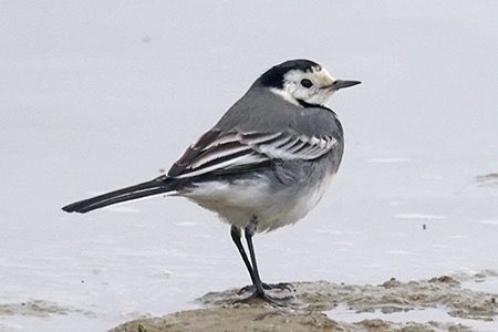 Ballerina bianca  - Maurizio Parenti