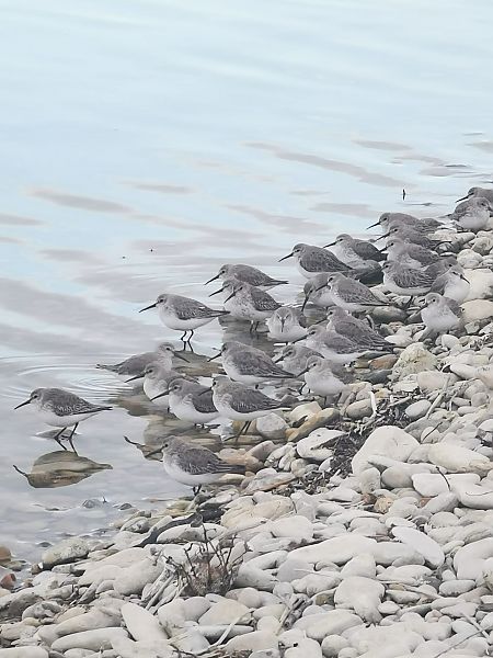 Piovanello pancianera  - Sergio Enrico Gallo