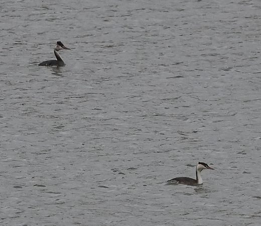 Svasso maggiore  - Sergio Enrico Gallo